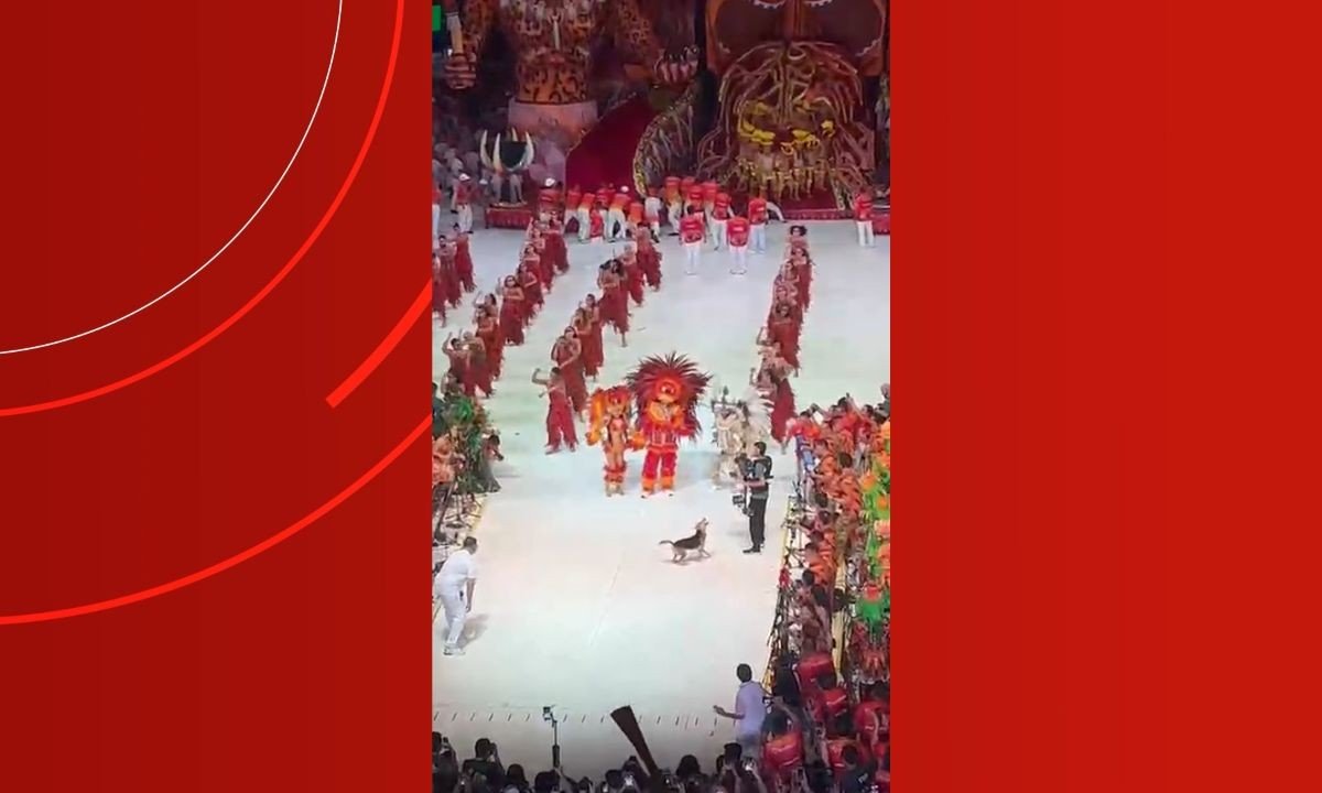 Cachorro “caramelo” invade arena e rouba a cena durante apresentação do Garantido em Parintins - Imagem do artigo