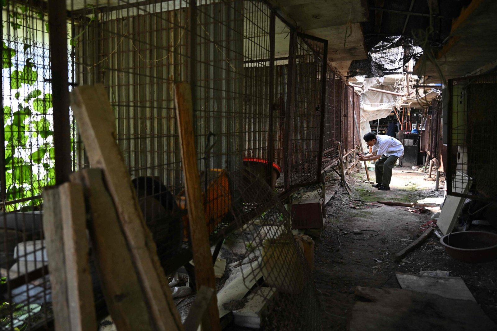 Cães somem de criadouros antes da entrada em vigor da proibição da carne de cachorro na Coreia do Sul - Imagem do artigo