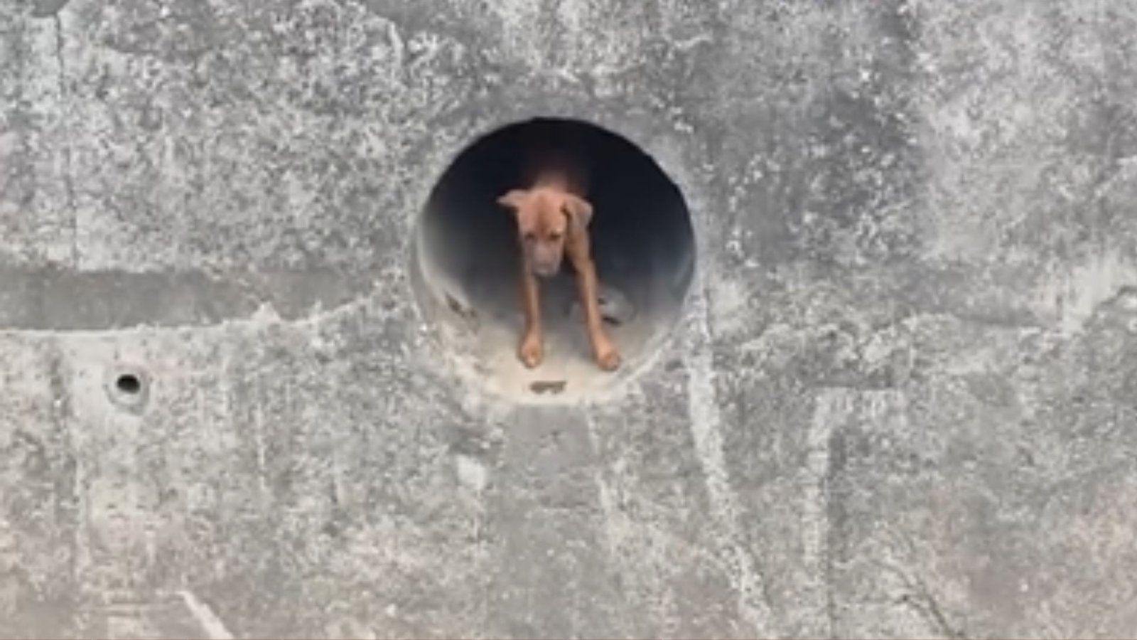 Morador entra em tubulação e resgata cachorro preso há quase 24 horas em Cariacica - Imagem do artigo