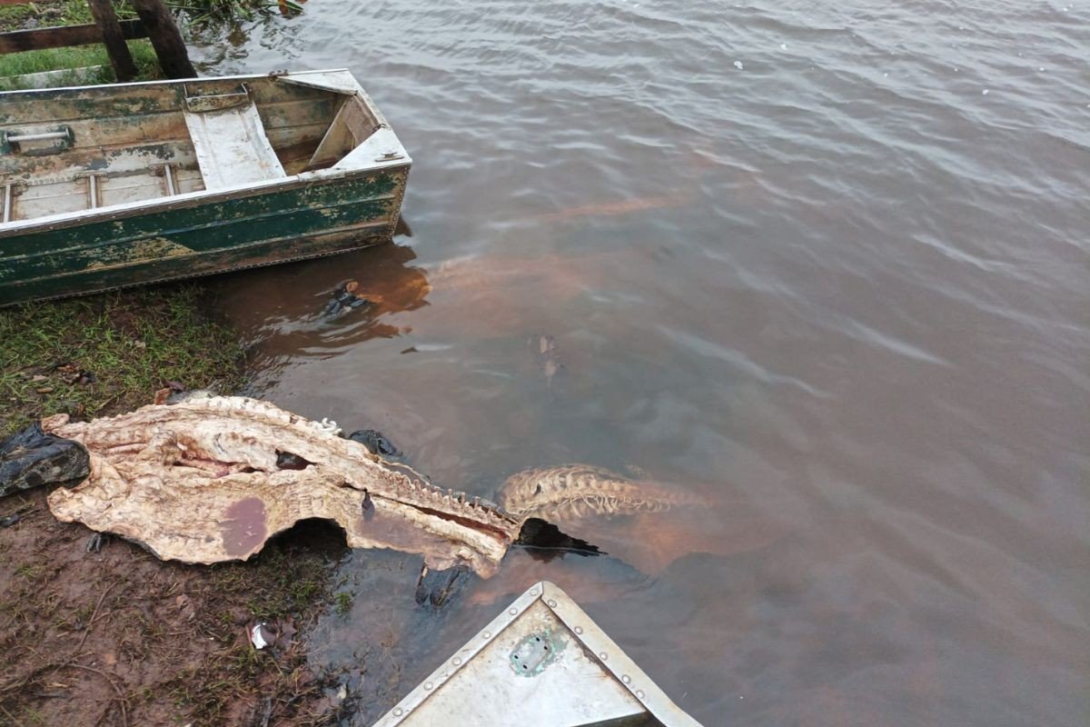 Operação no Pantanal apreende armas e encontra carcaças de seis jacarés; trio é preso - Imagem do artigo