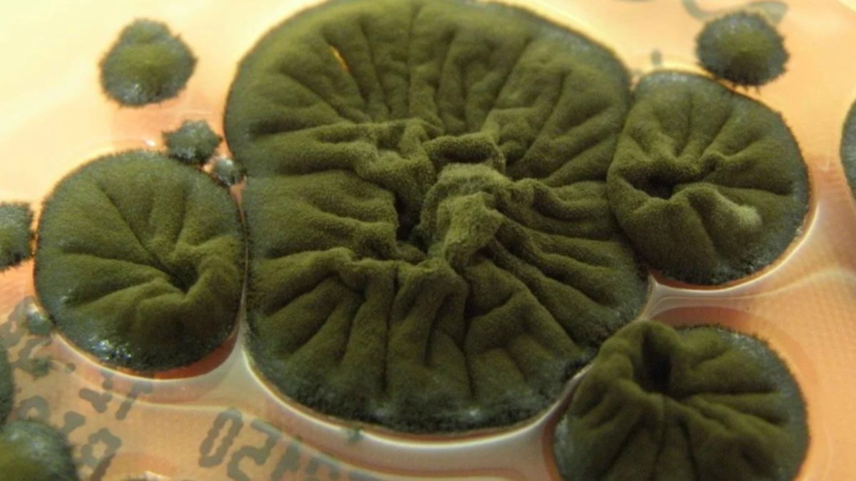 Fungo encontrado em Chernobyl prospera sob radiação e pode converter energia, apontam cientistas - Imagem do artigo