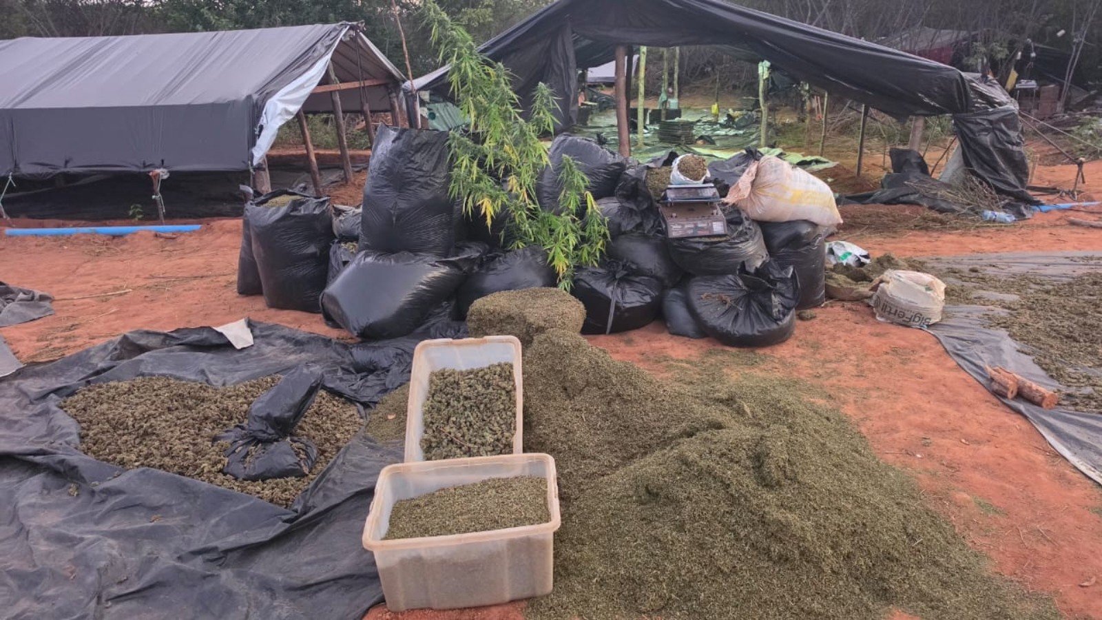Delegados que atuaram em caso da “fazenda da maconha” são afastados no Ceará - Imagem do artigo