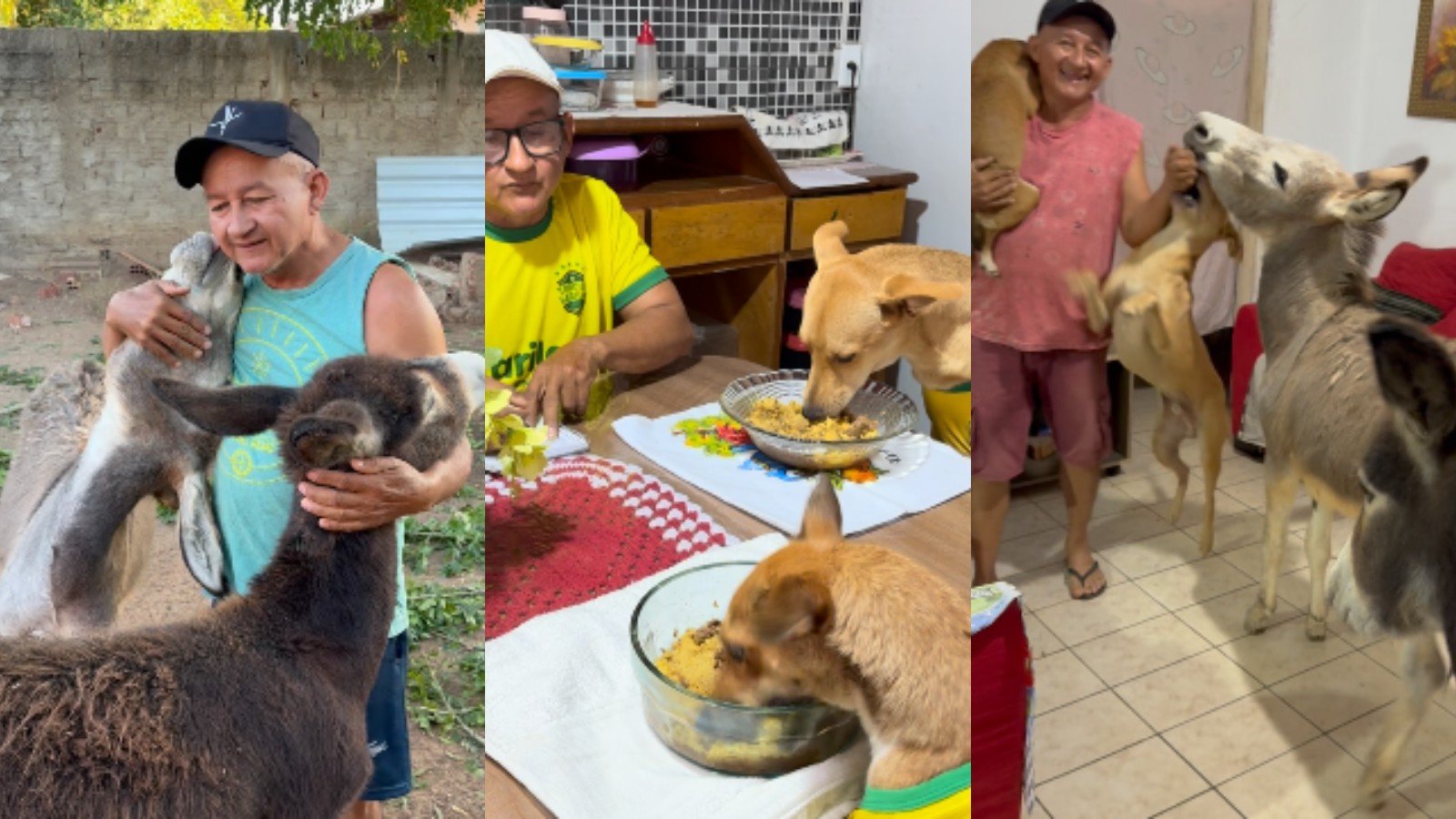Cães comem à mesa e jumentos entram pela porta em residência no Piauí; vídeos viralizam - Imagem do artigo
