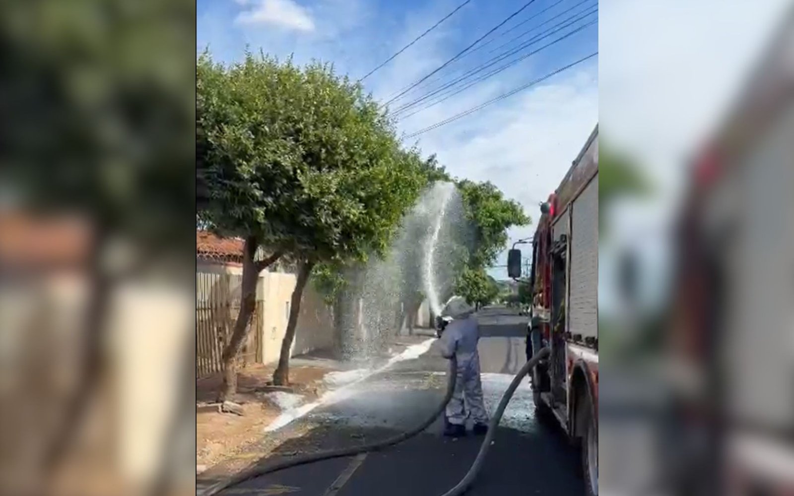 Ataque de abelhas fere pedestres e cachorro em bairro de São José do Rio Preto - Imagem do artigo