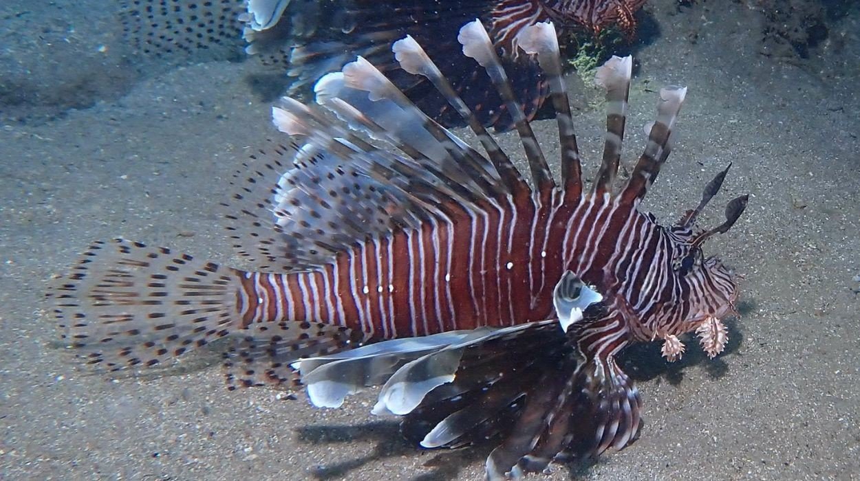 Universidade no RN lança torneio de captura de peixe-leão para conter espécie invasora - Imagem do artigo