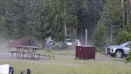 Turista é arremessado a 2,4 metros por bisão de 900 kg em Yellowstone - Imagem do artigo