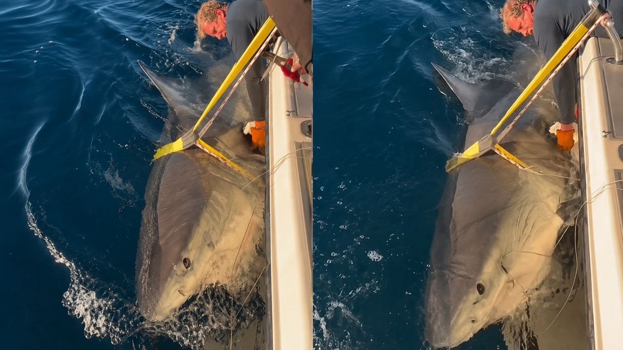 Maior tubarão-branco macho já marcado no Atlântico volta a ser detectado após meses de silêncio - Imagem do artigo
