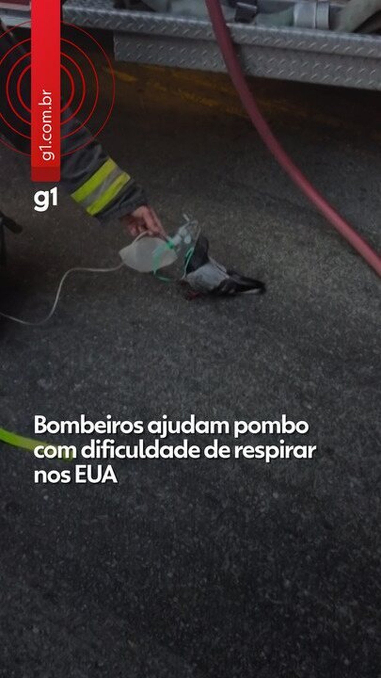 Bombeiros de Oakland socorrem pombo com máscara de oxigênio após incêndio em veículo - Imagem do artigo